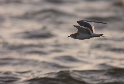 Trnms Larus sabini [Sabine's Gull]