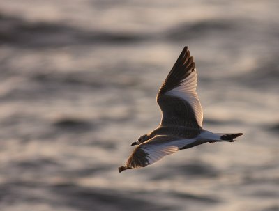 Trnms Larus sabini [Sabine's Gull]