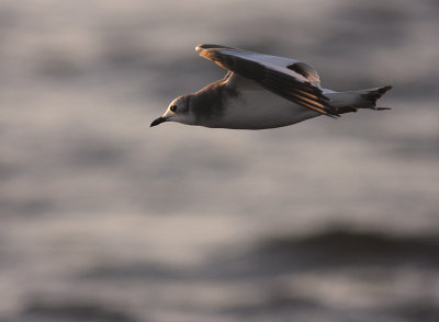 Trnms Larus sabini [Sabine's Gull]