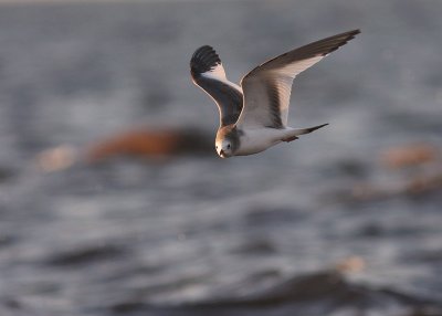 Trnms Larus sabini [Sabine's Gull]
