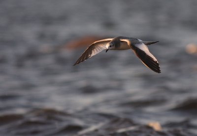 Trnms Larus sabini [Sabine's Gull]