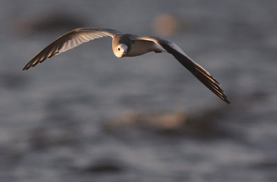 Trnms Larus sabini [Sabine's Gull]
