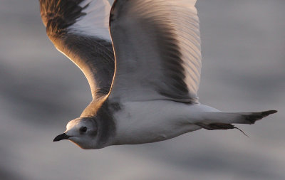 Trnms Larus sabini [Sabine's Gull]