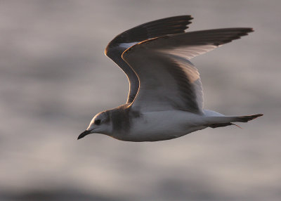 Trnms Larus sabini [Sabine's Gull]