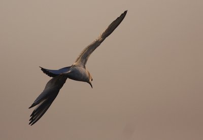 Trnms Larus sabini [Sabine's Gull]