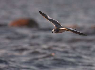 Trnms Larus sabini [Sabine's Gull]