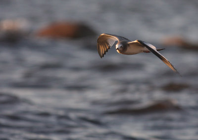 Trnms Larus sabini [Sabine's Gull]
