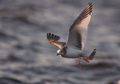Trnms Larus sabini [Sabine's Gull]