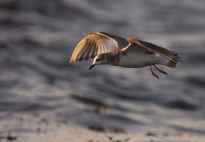 Trnms Larus sabini [Sabine's Gull]