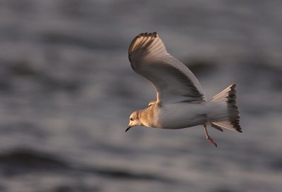 Trnms Larus sabini [Sabine's Gull]