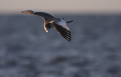 Trnms Larus sabini [Sabine's Gull]