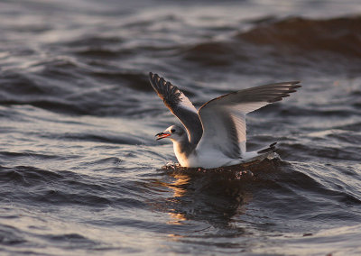 Trnms Larus sabini [Sabine's Gull]