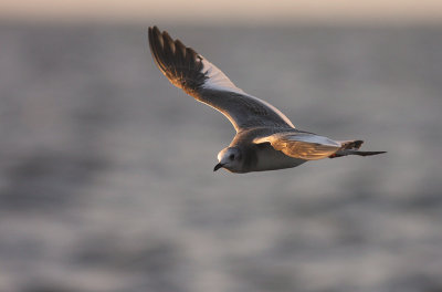 Trnms Larus sabini [Sabine's Gull]