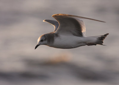 Trnms Larus sabini [Sabine's Gull]