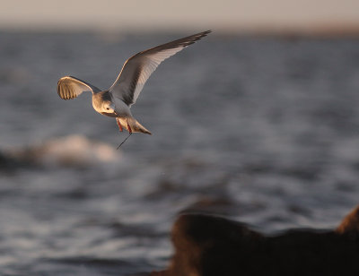 Trnms Larus sabini [Sabine's Gull]