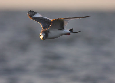 Trnms Larus sabini [Sabine's Gull]