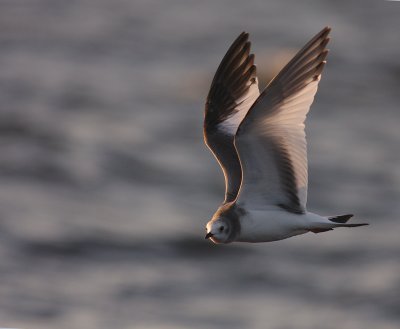 Trnms Larus sabini [Sabine's Gull]