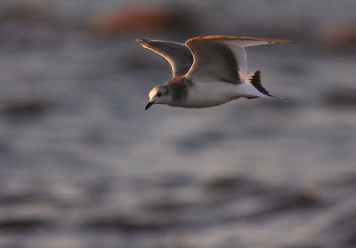 Trnms Larus sabini [Sabine's Gull]