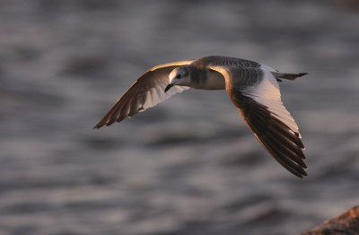 Trnms Larus sabini [Sabine's Gull]