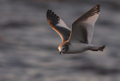 Trnms Larus sabini [Sabine's Gull]