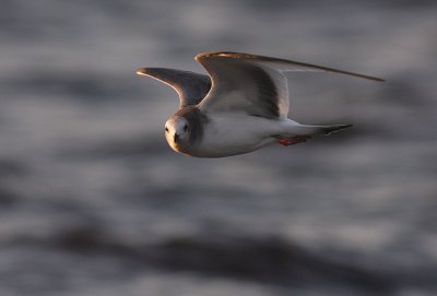 Trnms Larus sabini [Sabine's Gull]