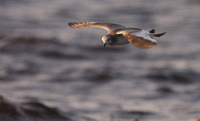 Trnms Larus sabini [Sabine's Gull]