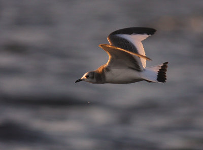 Trnms Larus sabini [Sabine's Gull]