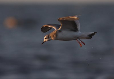 Trnms Larus sabini [Sabine's Gull]