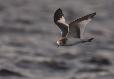 Trnms Larus sabini [Sabine's Gull]