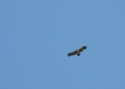 Stpprn Aquila nipalensis [Steppe Eagle]