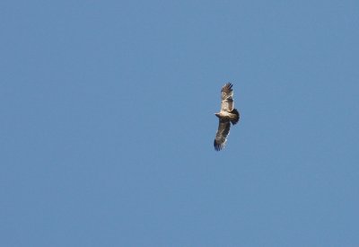 Stpprn Aquila nipalensis [Steppe Eagle]