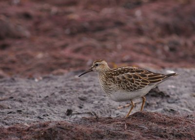 Tuvsnppa Calidris melanotos [Pectoral Sandpiper]