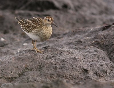 Tuvsnppa Calidris melanotos [Pectoral Sandpiper]