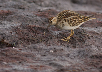 Tuvsnppa Calidris melanotos [Pectoral Sandpiper]