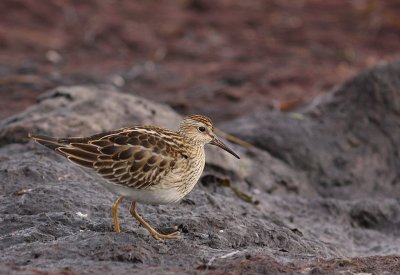 Tuvsnppa Calidris melanotos [Pectoral Sandpiper]