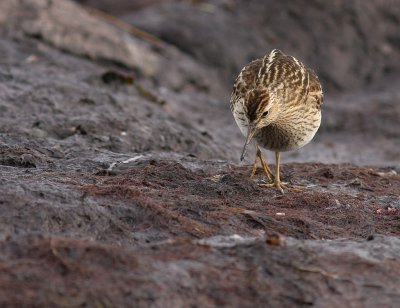 Tuvsnppa Calidris melanotos [Pectoral Sandpiper]