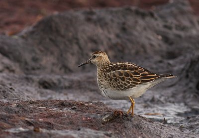 Tuvsnppa Calidris melanotos [Pectoral Sandpiper]