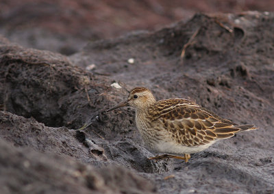 Tuvsnppa Calidris melanotos [Pectoral Sandpiper]