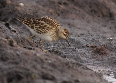 Tuvsnppa Calidris melanotos [Pectoral Sandpiper]