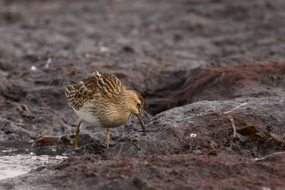 Tuvsnppa Calidris melanotos [Pectoral Sandpiper]