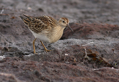 Tuvsnppa Calidris melanotos [Pectoral Sandpiper]