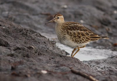 Tuvsnppa Calidris melanotos [Pectoral Sandpiper]