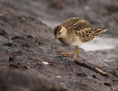 Tuvsnppa Calidris melanotos [Pectoral Sandpiper]