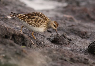 Tuvsnppa Calidris melanotos [Pectoral Sandpiper]