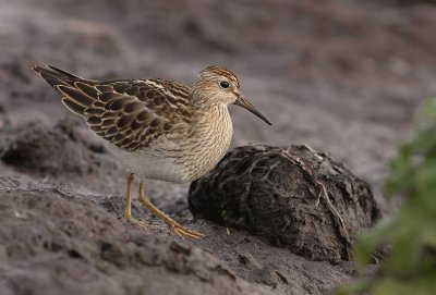 Tuvsnppa Calidris melanotos [Pectoral Sandpiper]