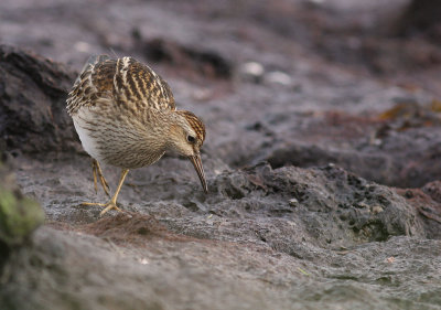 Tuvsnppa Calidris melanotos [Pectoral Sandpiper]