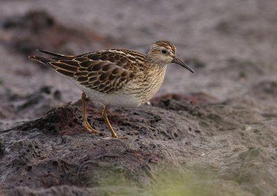 Tuvsnppa Calidris melanotos [Pectoral Sandpiper]