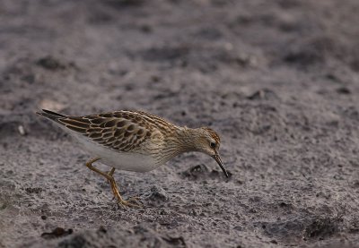 Tuvsnppa Calidris melanotos [Pectoral Sandpiper]