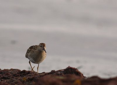 Tuvsnppa Calidris melanotos [Pectoral Sandpiper]