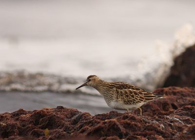 Tuvsnppa Calidris melanotos [Pectoral Sandpiper]